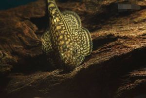 Hillstream Loach/Sewellia lineolata/algae eater/越南琵琶鼠/金线琵琶鼠