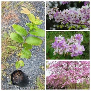 ต้นเสลา ดอกสีสวย ไม้ยืนต้น ต้นสูง 60-80cm