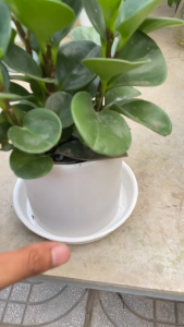 Đĩa lót chậu bằng nhựa các size đĩa đựng nước dưới đáy chậu cây cảnh trong nhà và ngoài trời khay hứng nước