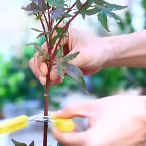 5/8CM 10PCS Plant Rooting Equipment High Pressure Propagation Ball Grafting Box Plant Rooting Device for Garden Plant Grafting and Breeding