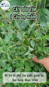 Cây bọ mắm 100g cây dòi thân tím thanh nhiệt trừ ho giảm đau họng bổ phổi