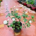 Hoa hồng Misaki Rose - hoa thơm, dễ trồng, hồng bụi. 