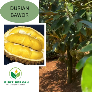 Bibit Durian Bawor Kaki Tiga – Tumbuh Super Cepat Kuat dan Siap Panen Lebih Awal!