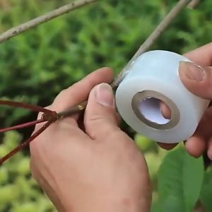 200m เทปพันกิ่งไม้ รูปแบบทาบ-ทาบ พลาสติก อุปกรณ์ตอนกิ่ง เสียบยอด เทปติดตา ผ้าเทปพันกิ่ง