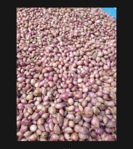 1 kg bawang merah ares bawang merah kecil mini