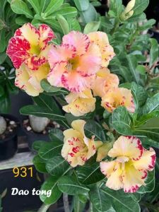 Adenium Kemboja Bonsai ID 931/富贵花