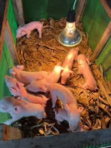 100w Brooding lamp for Livestock pigs poultry goat cattle bulb for animals 100 watts Heat Emitter Bulb