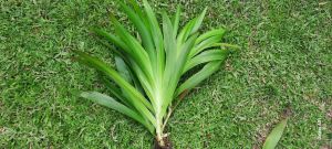 #ว่านพัดนางชี 20ต้น 60 บาท #พัดนางชี #มือพระนารายณ์#ไม้มงคล