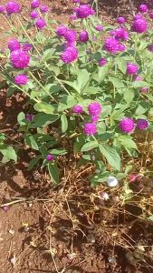 GG | 500 Benih Bunga Kenop Gomphrena Golbosa Ungu