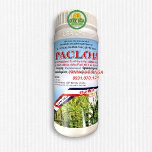 PACLO 15 - SIÊU CỨNG CÂY CHỐNG ĐỔ NGÃ THÚC ĐẨY RA HOA SỚM