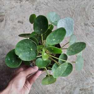 Tanaman Hias Chinese Money Plant Peperomioides Peperomia Pilea