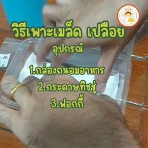 ชุดเมล็ดพันธุ์ พร้อม 8 ชนิด กรีนโอ๊ค เรดโอ๊ค บัตเตอร์เฮด สลัดมิกซ์ เรดคอส กรีนคอส กรีนคอรัล คู่มือการเพาะเมล็ด