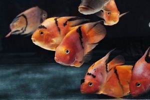 Red Tiger Parrot /Ornamental fish/Freshwater/Readystock