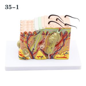 4D Human Anatomical Skin Model 50X Magnify Texture Subcutaneous Tissue Magnification Model with Hair Medical Teaching Aids