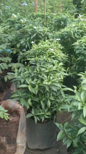 ต้นพุตสุพโชค สูง30-40ซม.แพ๊ค2ต้น199บาท พร้อมปลูก