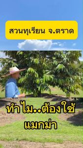 แมกม่า Maxma 250 ซีซี ร่วมกับ ปูยน้ำ, สารชีวภัณฑ์ ฉีดพ่นทางใบ สูตรเข้มข้น