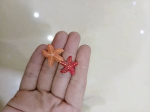 Mô hình tiểu cảnh sao biển trang trí bể cá terrarium hồ nước cây hoa kiểng
