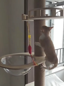 Pohon Kucing Kayu Alami Bertingkat Arena Panjat dan Istirahat yang Aman dan Sehat untuk Kucing