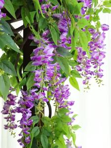 Plastic Artificial Wisteria Decorative Flower Vines