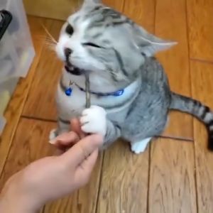 ไม้ขัดฟันแมว แมว เล่น แคท นิป สำหรับแมว 5 แท่ง/ซอง ขัดฟันสัตว์เลี้ยง ลดคราบหินปูน เพื่อการผ่อนคลาย ลดความเคร