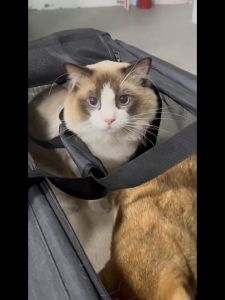 Aimayapet  ถเข็นสัตว์เลี้ยง กระเป๋าเดินทางสัตว์เลี้ยง กระเป๋าใส่สัตว์เลี้ยงแบบล้อลาก รถเข็นสุนัข รถเข็นแมว พับได้