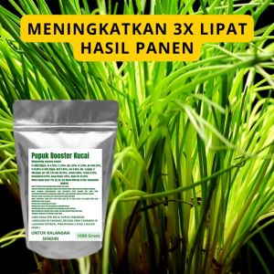 Pupuk Booster Kucai Pelebat Organik Cepat Berbuah Lebat Besar Anti Rontok Pembesar Kucai