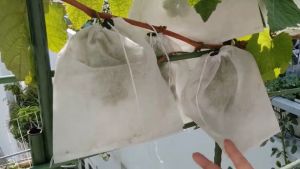 50 Cái Túi Bao Bọc Các Loại Trái Cây XoàiLê Na Dưa LeoCamTáoLêỔiNhoTúi Bọc Trái Cây Các Loại...vvv