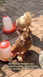 GLP Chicken Poultry Automatic Round Feeder Large | Manok Patukaan