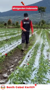 20 Benih Cabai Keriting LONG F1 bibit tanaman sayur sayuran CABE