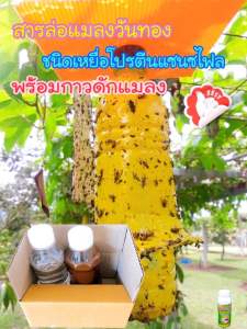 สารล่อแมลงวันทองชนิดเหยื่อโปรตีนแซนซไฟลพร้อมกาวดักแมลงขนาดทดลอง ใช้ล่อได้ทั้งตัวผู้และตัวเมีย ( เหยื่อโปรตีนแซนซไฟลขนาด 120 ซีซีและกาวดักแมลงขนาด 120 ซีซี )