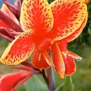 Hạt giống hoa Chuối Cảnh nhiều màu - Gói 5 hạt