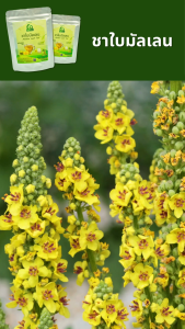 ชาใบมัลเลน ตราไร่กฤติยา (Mullein Leaf Tea)