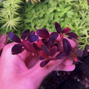 [Aquatic Plant] Bucephalandra Sp Neo Red Vein Submerged Rare Plants Bucep Buce 稀有辣椒榕水下叶