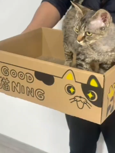 ที่ลับเล็บแมว อ่างลับเล็บของเล่นแมว ที่นอนแมว 2in1 แผ่นลับเล็บ ที่ฝนเล็บสัตว์เลี้ยง กระดาษลับเล็บวงรี รูปอ่าง ที่ฝนเล็บแมว ของเล่นแมว เป็นที่นอนแมวไปในตัว ฟรี แคปนิท