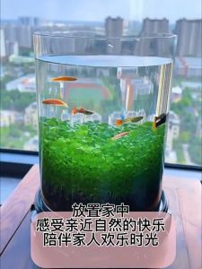 BISA COD (ISI 3X10 GRAM) - Bibit Rumput Air Dekorasi Aquarium Landscape Big Leaf Aquascape Akuarium