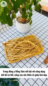 Đẳng sâm khô 100g đảng sâm sợi to vàng hỗ trợ tốt cho sức khỏe - Chợ Thảo Dược Việt