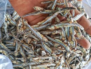 Teri tawar CANTIK / teri TAWAR  ( bukan  jengki ceples) 1 KG