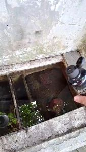 OBIO SNAIL REMOVER 250 ML SNAIL KILLER PEMBASMI KEONG AQUASCAPE 250ML