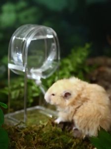 Leakproof Automatic Drinking Bottle for Small Hamsters and Golden Hamsters Tafit