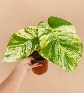 GIANT LEAF MARBLE THAI 100% LIVE PLANT