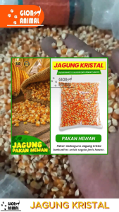 JAGUNG KRISTAL pakan burung dara merpati ayam hamster jagung pipil