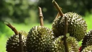 Royale Grocer Fresh Udang Merah 400gram+Durian Pulp