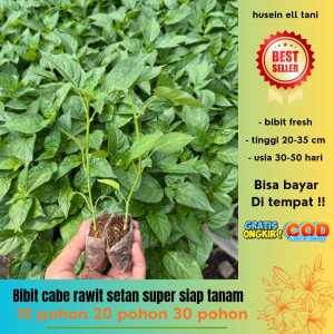 ( banyak pilihan ) bibit polybag cabe rawit setan super siap tanam mudah untuk tumbuh