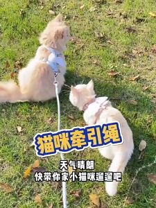 PC-1250 สายจูง ฮาเนส ขนาดเล็กสำหรับสัตว์เลี้ยง แมว กระต่าย หมา ลายผึ้งน้อย พร้อมส่ง💘