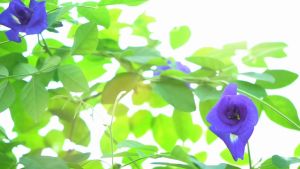BUTTERFLY PEA SEED`S  "BLUE TERNATEA" DOUBLE PETAL VARIETY