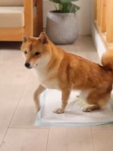 YTL การอัพเกรด บรรจุภัณฑ์ถุงสี แผ่นรองฉี่ Cocoyo สุนัขและแมว บ๊อกด็อก และ จิจิโกะ ดูดซับกลิ่น