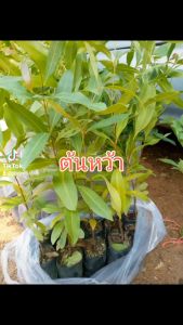 ต้นหว้าใหญ่20-30เซน(ชุด10ต้น180บาท)