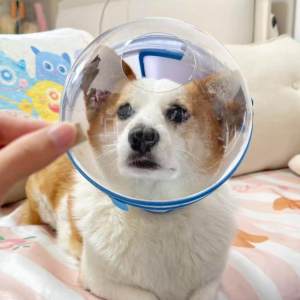 MENGMIAN | Bite Prevention Non-removable Dog Muzzle