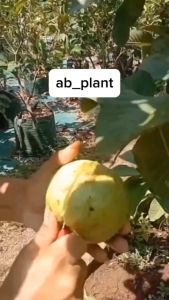 Bibit Jambu Kristal Merah Tanpa Biji Super Okulasi