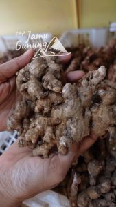 Lebih PEDAS!! Jahe Emprit Super 1kg - Grade A